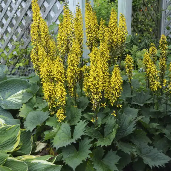 Ligularia stenocephala 'The Rocket' 3L