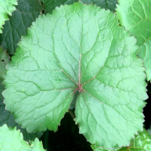 Ligularia 'Treasure Island' - image 2