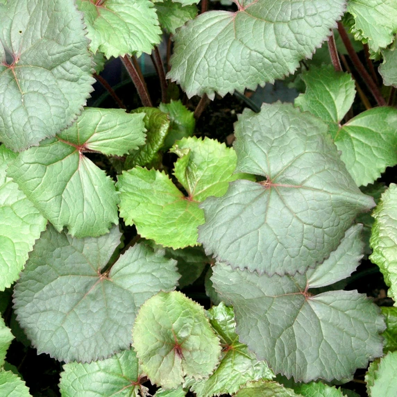 Ligularia 'Treasure Island' - image 3