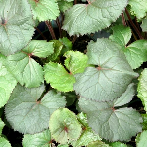 Ligularia 'Treasure Island' - image 3