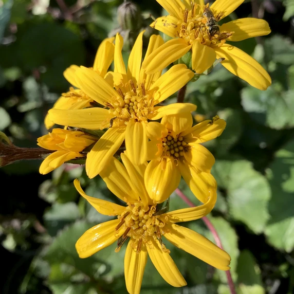 Ligularia 'Treasure Island' - image 1