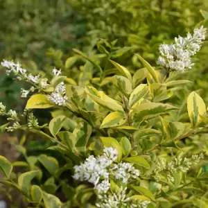 Ligustrum ovalifolium 'Aureum' 3L