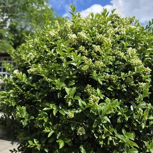 Ligustrum ionandrum 9L Standard