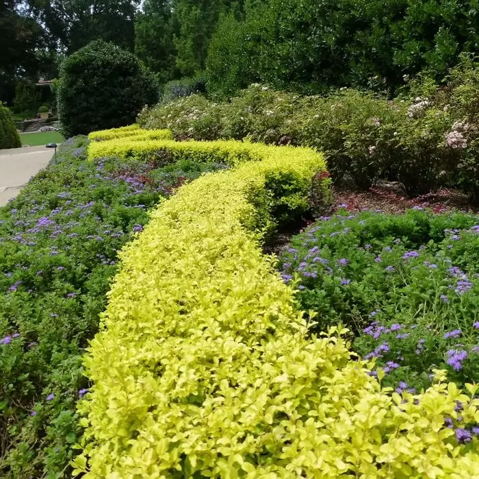 Ligustrum sinense 'Lemon & Lime' - Cowell's Garden Centre | Woolsington