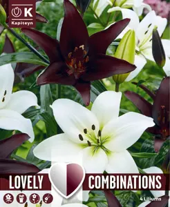 Lily Black & White Mix