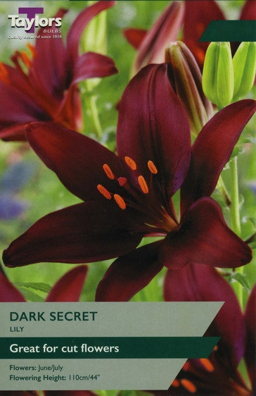 Lily Dark Secret