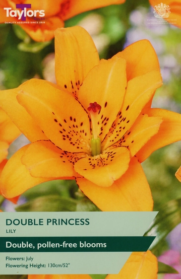 Lily Double Princess