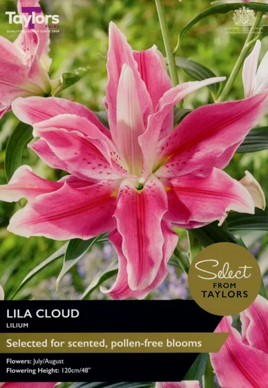 Lily Lila Cloud