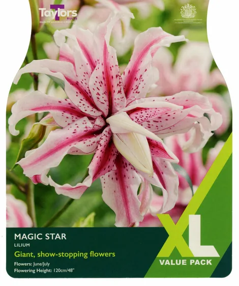 Lily Magic Star