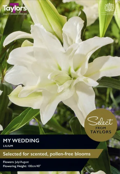 Lily My Wedding