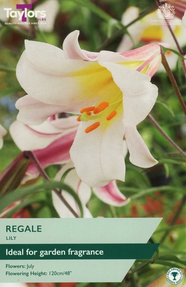 Lily Regale