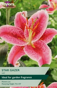 Lily Star Gazer