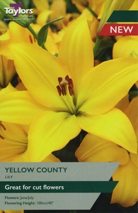 Lily Yellow County