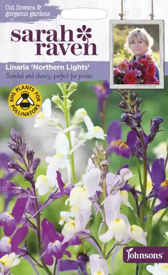 Linaria Northern Lights - image 1