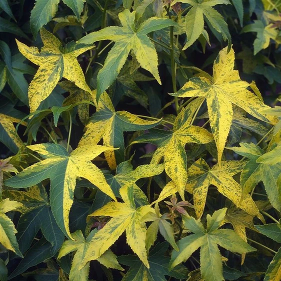 Picture - Minier Nurseries