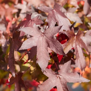 Liquidambar styraciflua 'Lane Roberts'