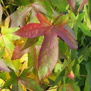 Picture Credit - Yorkshire Plants