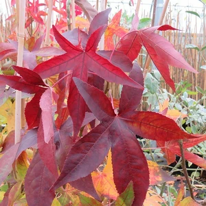 Liquidambar styraciflua 'Slender Silhouette'