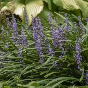 Liriope muscari 'Big Blue' - image 4
