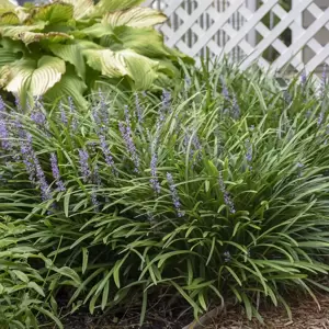 Liriope muscari 'Big Blue' - image 2