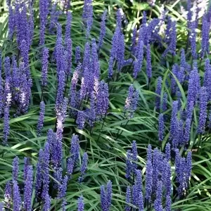 Liriope muscari 'Moneymaker' - image 1