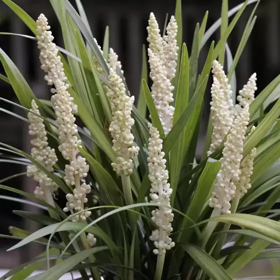 Liriope muscari 'Monroe White' - image 1