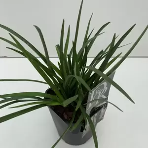 Liriope muscari 'Monroe White' - image 2