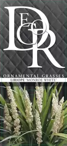 Liriope muscari 'Monroe White' - image 3