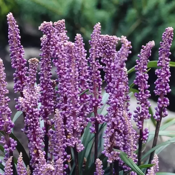 Liriope muscari 'Royal Purple' 2L - image 1