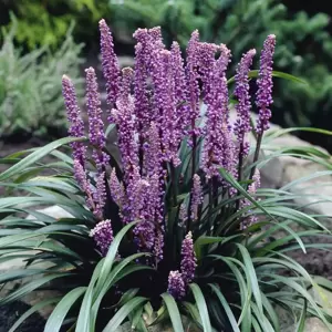Liriope muscari 'Royal Purple' 2L - image 2