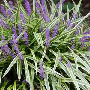 Liriope muscari 'Variegata' 2L