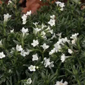 Lithodora diffusa 'Alba' 9cm