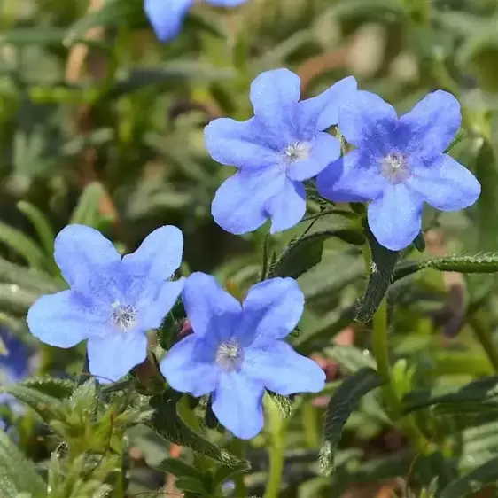 Lithodora 'Grace Ward' 9cm