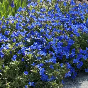 Lithodora diffusa 'Heavenly Blue' 14cm - image 4
