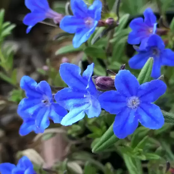 Lithodora diffusa 'Heavenly Blue' 14cm - image 2