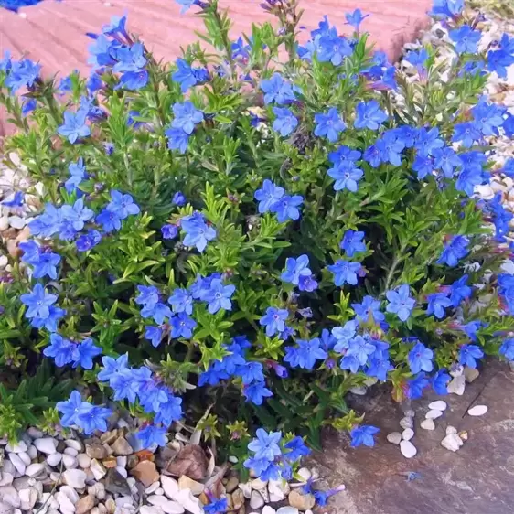 Lithodora diffusa 'Heavenly Blue' 1L - image 4