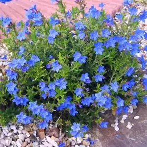 Lithodora diffusa 'Heavenly Blue' 1L - image 4