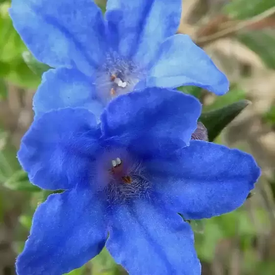 Lithodora diffusa 'Heavenly Blue' 14cm - image 3