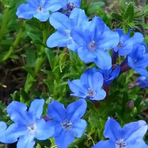 Lithodora diffusa 'Heavenly Blue' 14cm - image 4