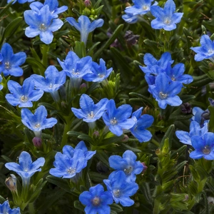 Picture - Syngenta Flowers