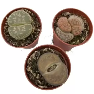 Lithops aucampiae