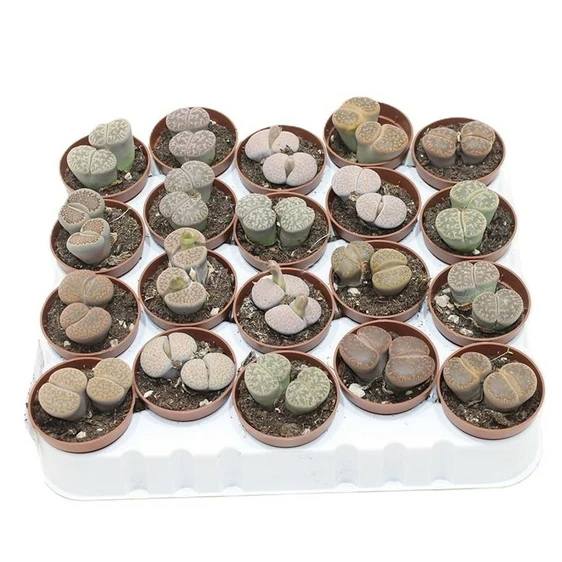 Lithops aucampiae - image 1