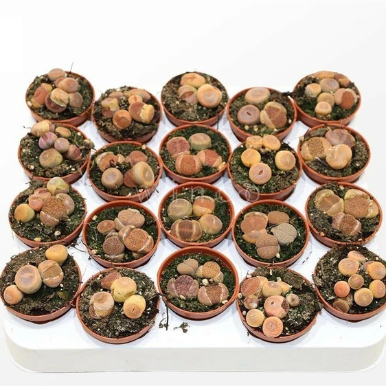 Lithops - Mixed 5.5cm