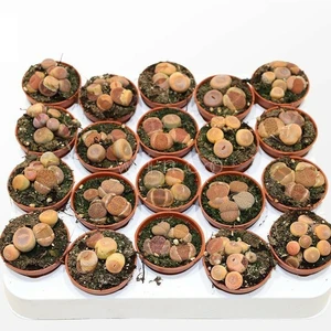 Lithops - Mixed 5.5cm