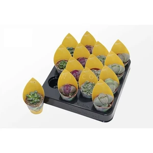 Lithops - Mixed 8.5cm - image 2