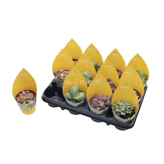 Lithops - Mixed 8.5cm