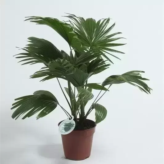 Livistona rotundifolia 14cm