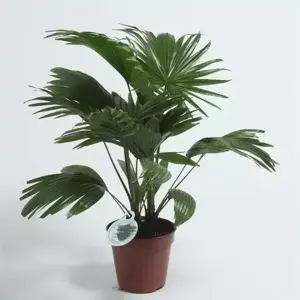 Livistona rotundifolia 14cm