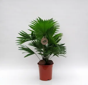 Livistona rotundifolia 17cm