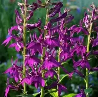 Lobelia